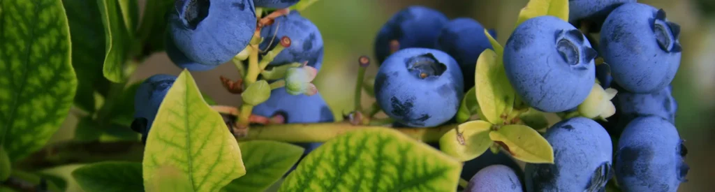 Brooksville Florida Roofers